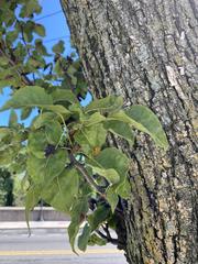 Pyrus communis