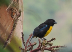 Bangsia melanochlamys