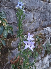 Campanula versicolor