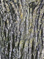 Pyrus communis