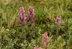 Castilleja elegans