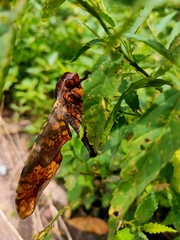 Amplypterus panopus