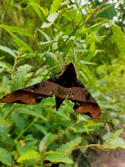Amplypterus panopus