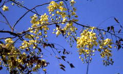 Cassia sieberiana