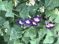 Maurandya antirrhiniflora