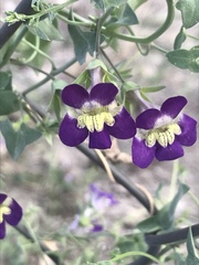 Maurandya antirrhiniflora