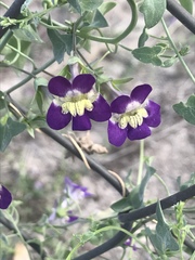 Maurandya antirrhiniflora