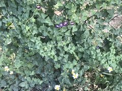 Maurandya antirrhiniflora