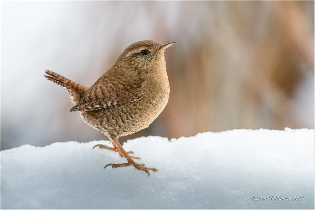 Troglodytes Wrens
