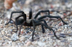 Aphonopelma steindachneri