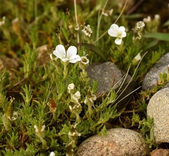 Cherleria arctica