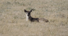 Odocoileus virginianus ustus
