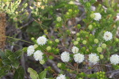 Agathosma stenopetala