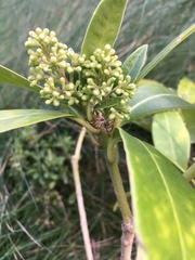 Skimmia
