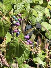 Ampelopsis glandulosa