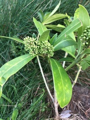 Skimmia