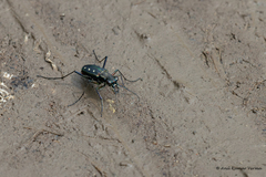 Cicindela flavomaculata