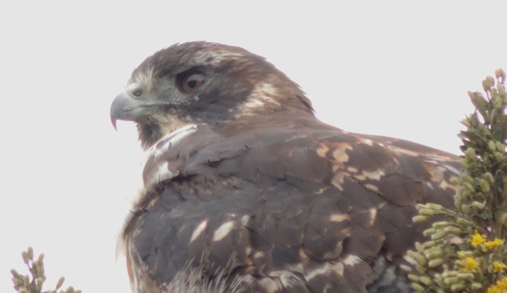 Buteo image