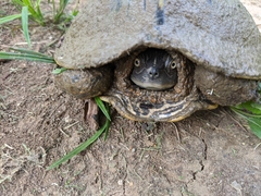 Graptemys pseudogeographica