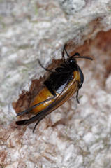 Metoecus paradoxus