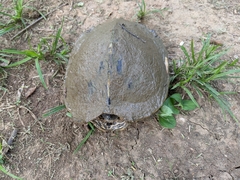 Graptemys pseudogeographica