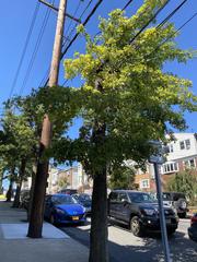 Quercus palustris