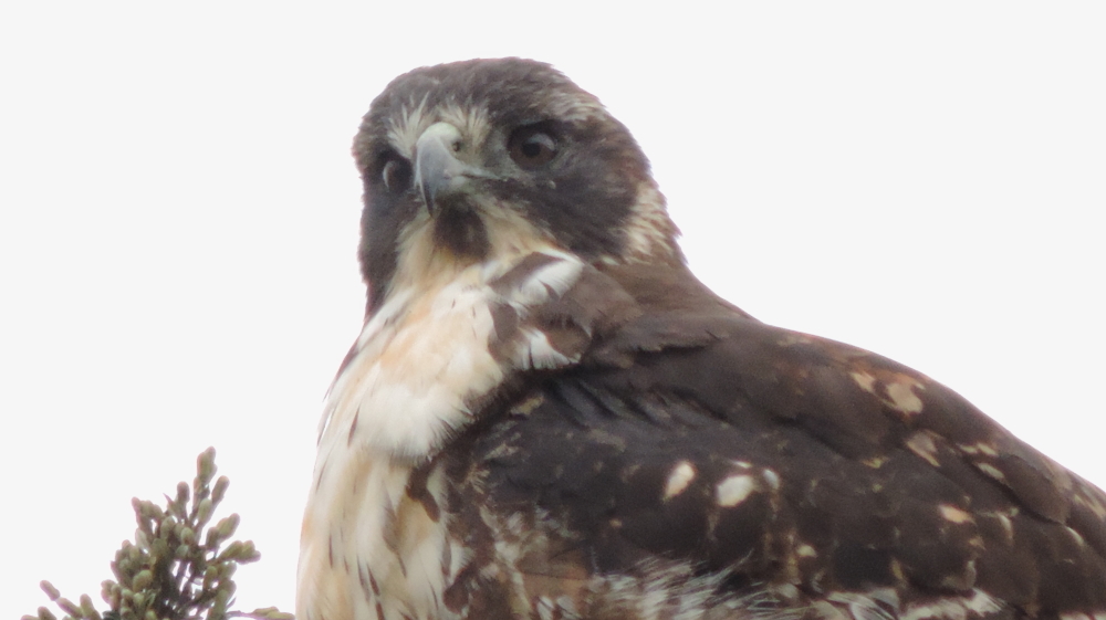 Buteo polyosoma image