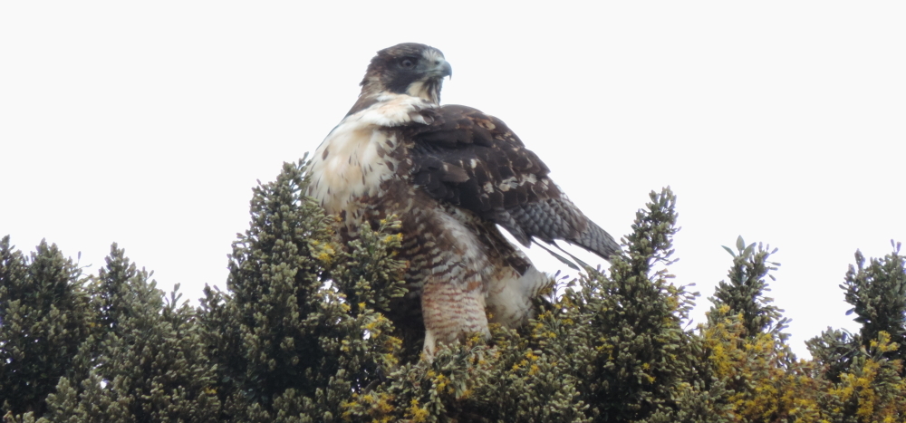 Buteo polyosoma image