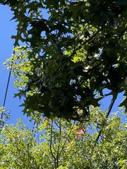 Quercus palustris