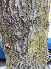 Quercus palustris