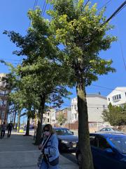 Quercus palustris