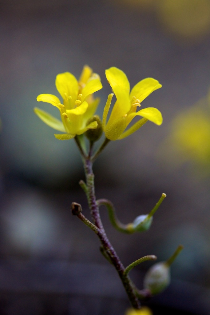 Physaria occidentalis
