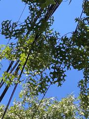 Quercus palustris