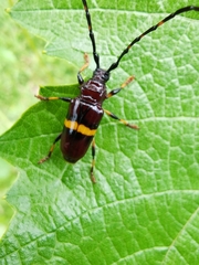 Trachyderes