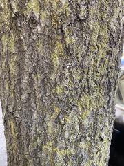 Quercus palustris