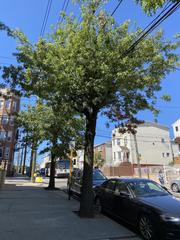 Quercus palustris