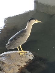 Nycticorax nycticorax