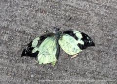 Lieinix nemesis nemesis