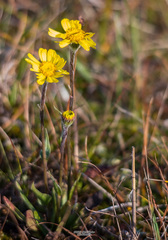 Tephroseris integrifolia atropurpurea