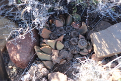 Pleiospilos compactus