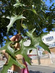 Quercus palustris