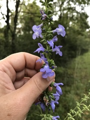 Salvia azurea azurea