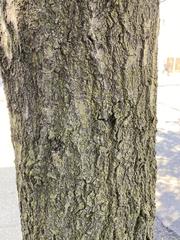 Quercus palustris