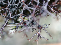 Cetraria muricata