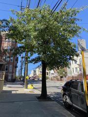 Quercus palustris