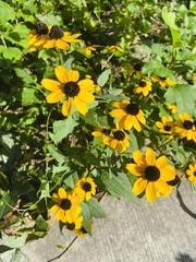 Rudbeckia triloba