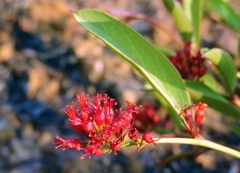 Combretum platypetalum subsp. oatesii image