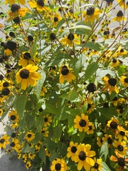 Rudbeckia triloba