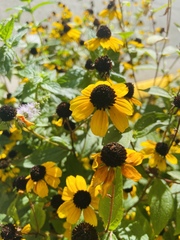Rudbeckia triloba