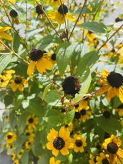 Rudbeckia triloba